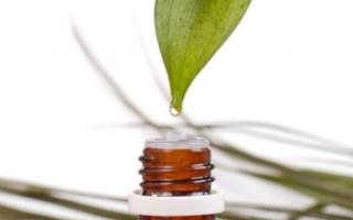 Tea tree essential oil for hair - uses and recipes